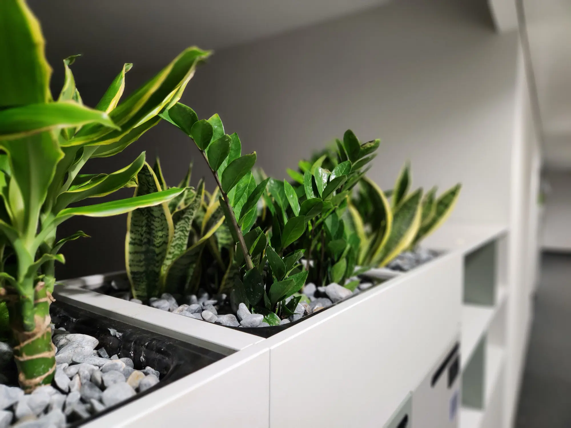 Projekt