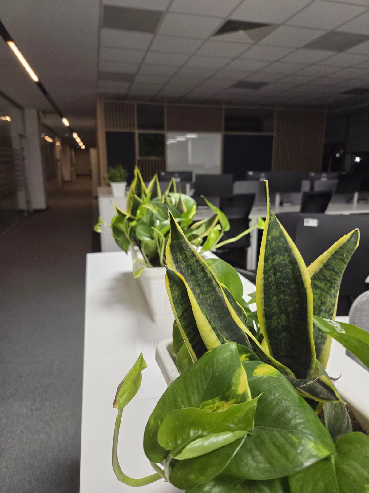 Biodekoracija i održavanje biljaka u enterijerima - slika 18